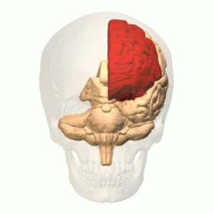 mozek - čelní lalok